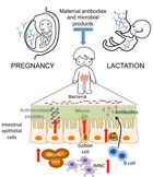 Shaping of the immune system starts with the MATERNAL microbiota. Shaping of the immune system starts with the MATERNAL microbiota.